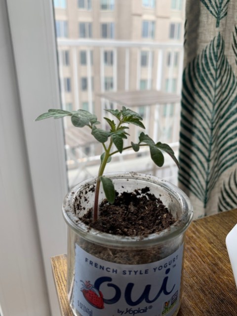 a small tomato plant seedling growing out of a yogurt container