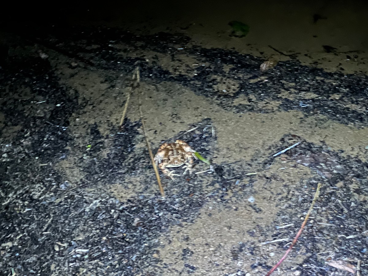 A blurry nighttime photo of a frog