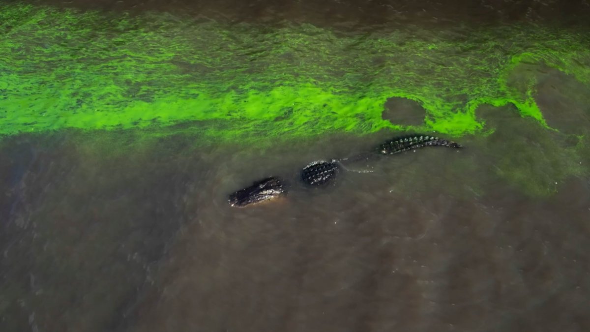 An alligator in water filled with bright green runoff in River of Grass