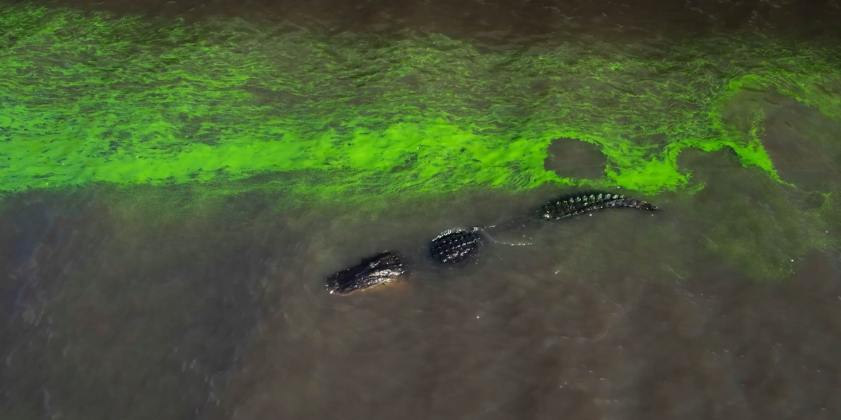An alligator in water filled with bright green runoff in River of Grass