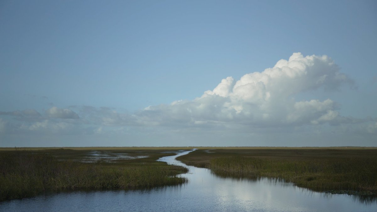 The swampy Everglades in River of Grass