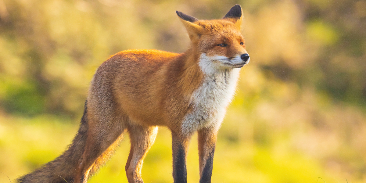 a red fox