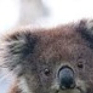 Profile picture of Tense Koala