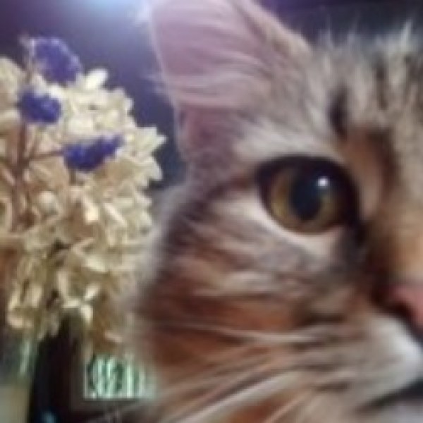 Profile photo of Kass