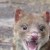 Profile picture of Quoll