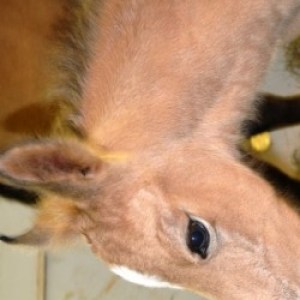 Profile picture of Vaquera
