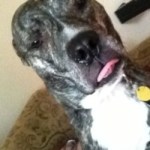 Profile picture of Carlton