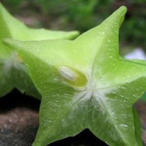 Profile picture of Starfruit
