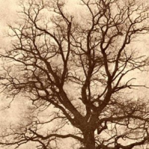 Profile picture of oak