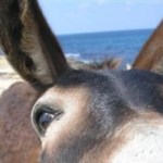 Profile picture of miskate