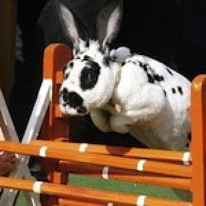 Profile picture of Bunny Steeplechase