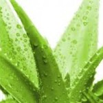 Profile picture of Morgan