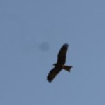 Profile picture of SuperRodent26