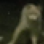 Profile picture of Patrol Cat