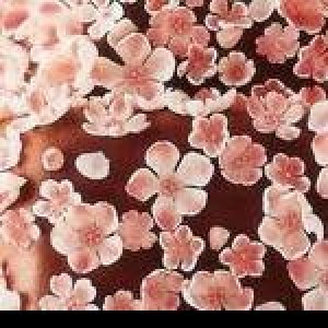 Profile picture of Megan