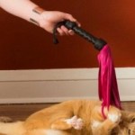 Profile picture of Sheila Rouse