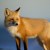 Profile picture of deltafox