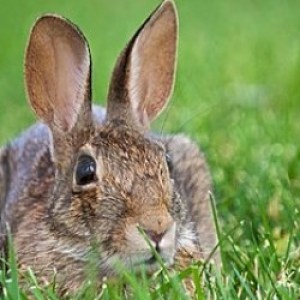 Profile picture of Bunny!